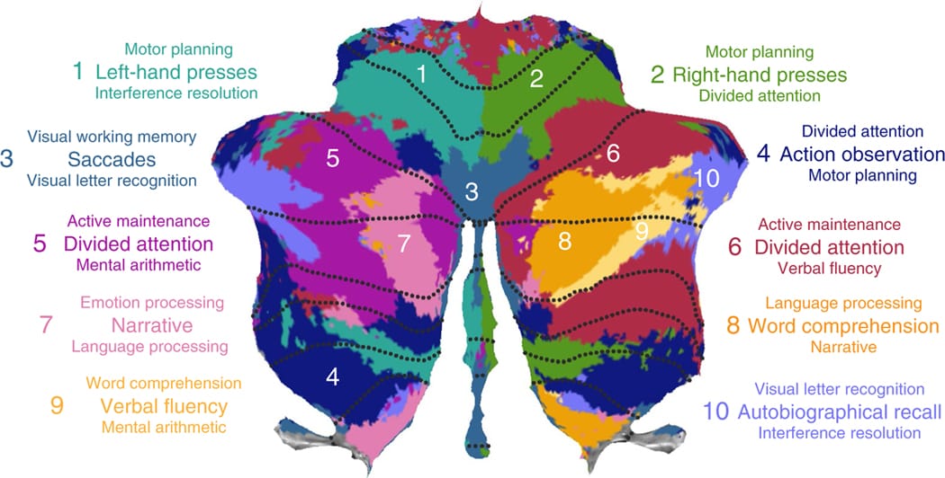 King M, Hernandez-Castillo CR, Poldrack RA, Ivry RB, Diedrichsen J. Functional boundaries in the human cerebellum revealed by a multi-domain task battery.